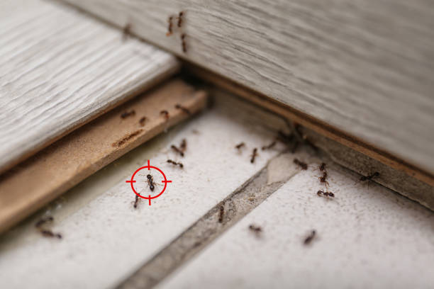 Best Spider Control Near Me  in Belmond, IA