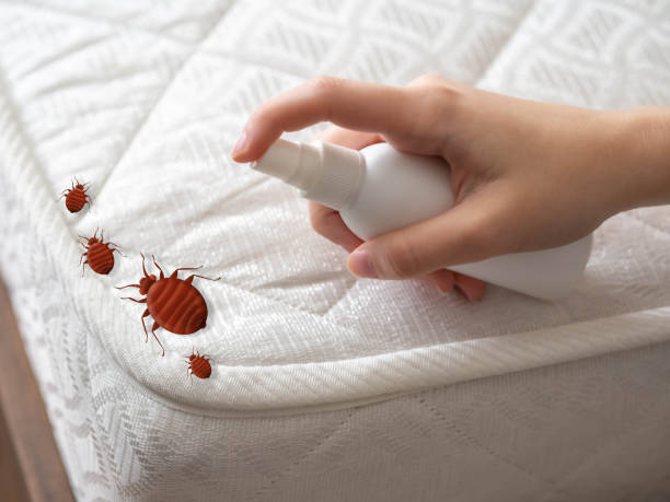 Best Emergency Pest Control  in Belmond, IA