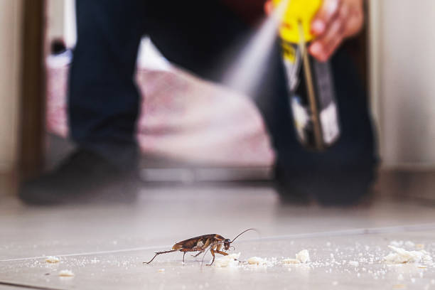 Best Best Pest Control Companies  in Belmond, IA