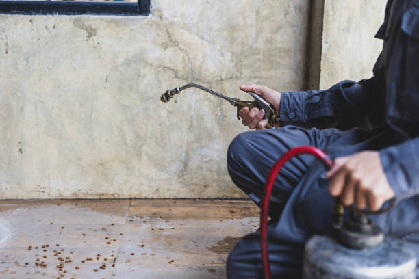 Best Pest Removal Services  in Belmond, IA